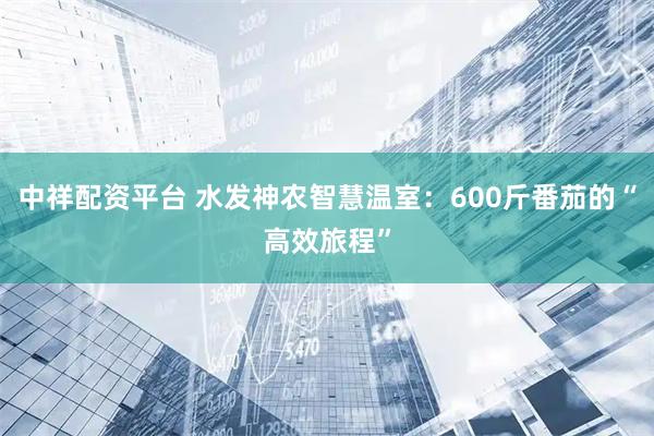 中祥配资平台 水发神农智慧温室：600斤番茄的“高效旅程”